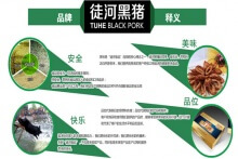 猪肉市场中的“黑旋风” 徒河黑猪招商加盟几大优势