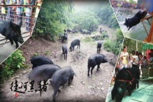 源起黑猪，徒河之路新农人产销一家，铸梦健康新食代